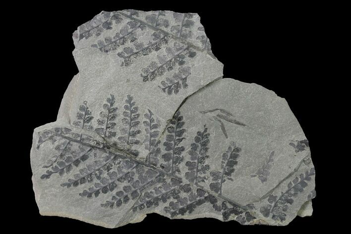 Pennsylvanian Fossil Fern (Sphenopteris) Plate - Kentucky #143715